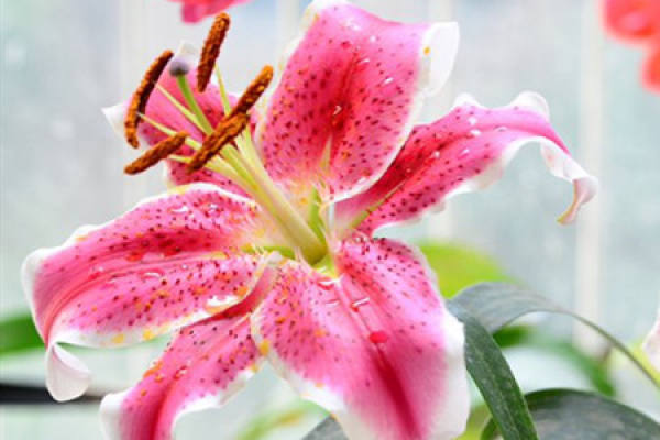 Lily