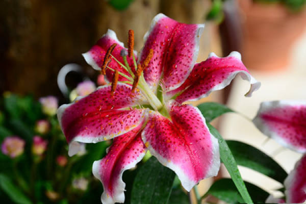 Lily
