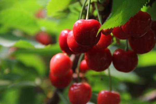 Nanking cherry