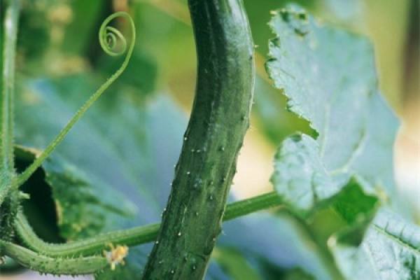 Cucumber