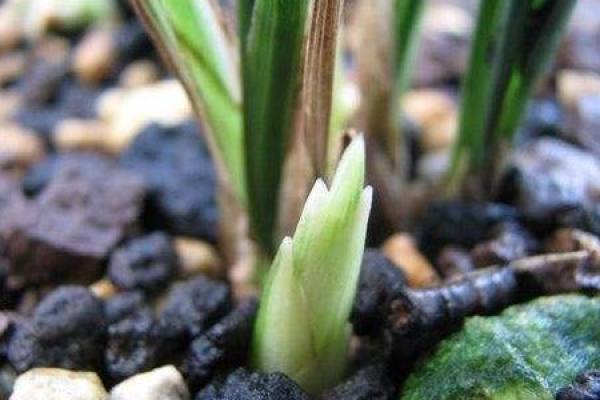 soil