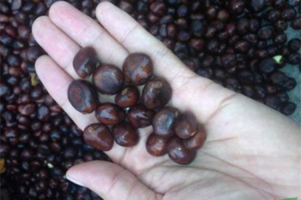 loquat seed