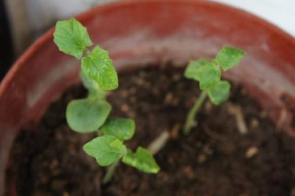 Germinated loquat seed