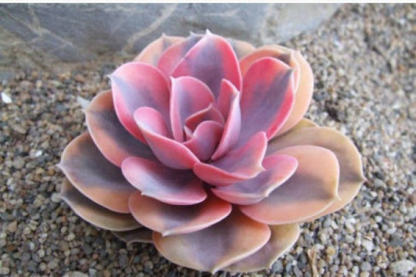 Fleshy
