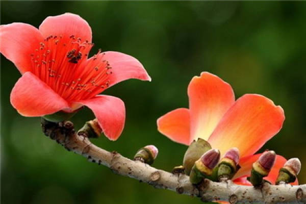 Common bombax flower Common bombax flower