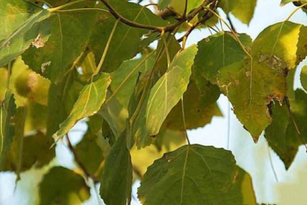 Poplar