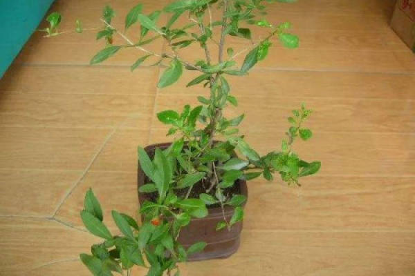 Lycium barbarum
