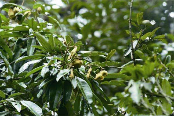 Ormosia henryi