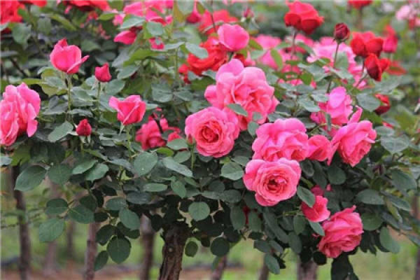 rose