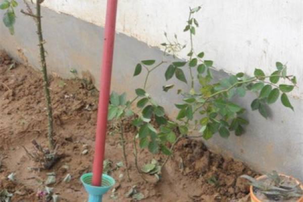 Replanted rose