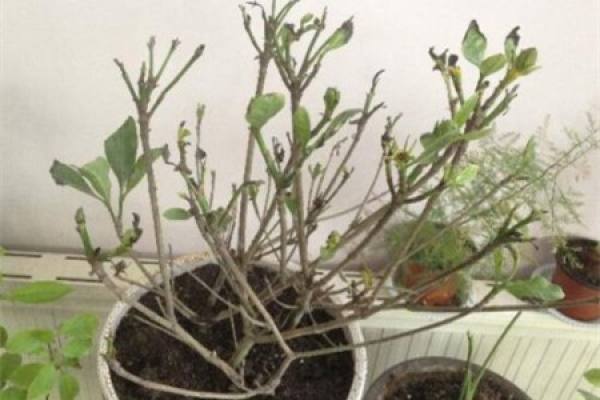 cut Gardenia