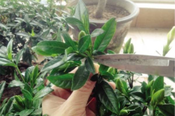 cut Gardenia