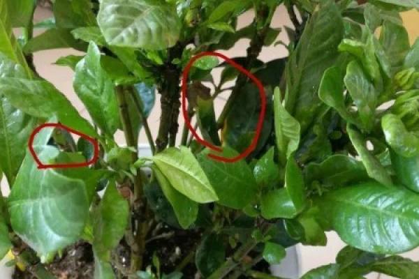 Pruning Gardenia