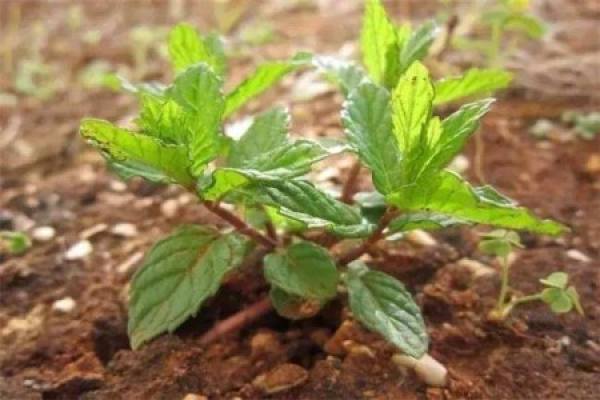 transplanted peppermint seedling