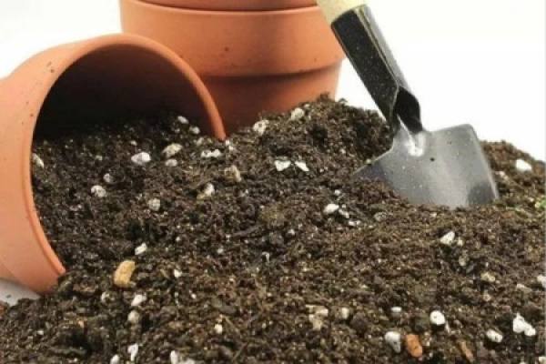 transplanted peppermint seedling
