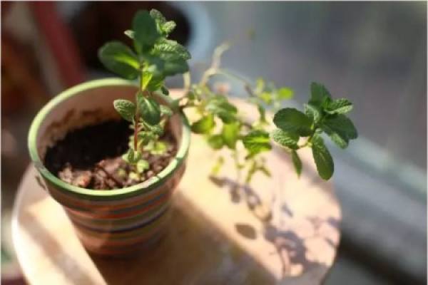 Transplanted mint