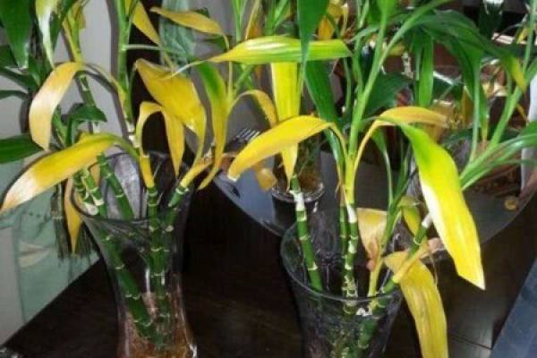 rich and precious bamboo with yellow leaves