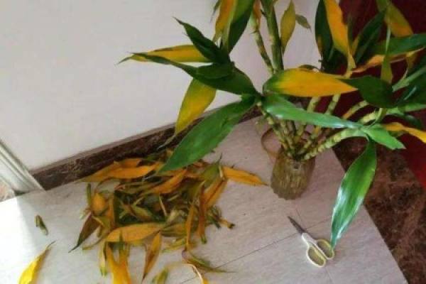 rich and precious bamboo with yellow leaves