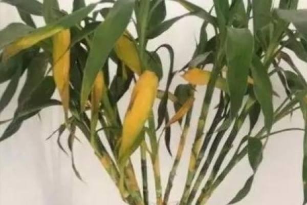 Bambusa delavayi with yellow leaves