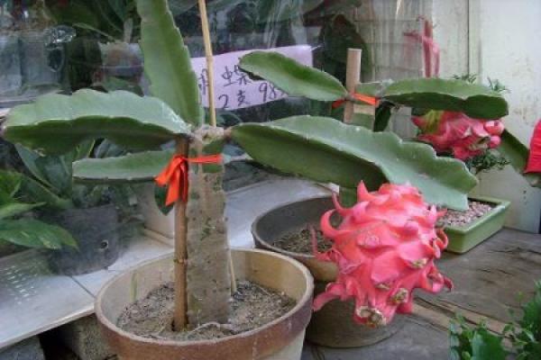 Pitaya