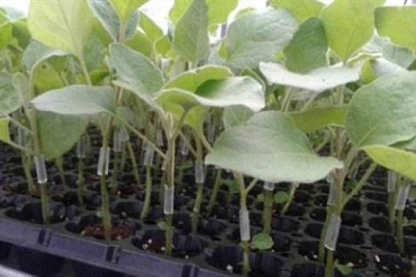 Eggplant