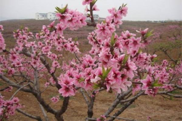 Peach Tree