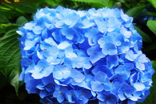 Hydrangea