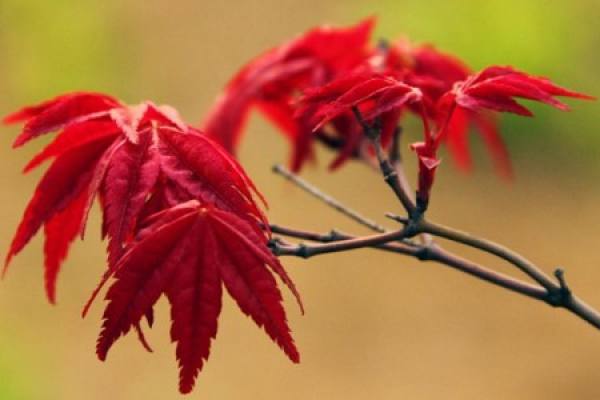 Japanese red maple