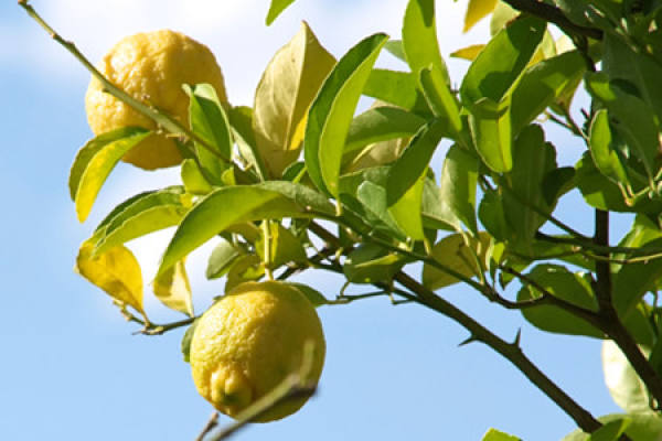 Lemon