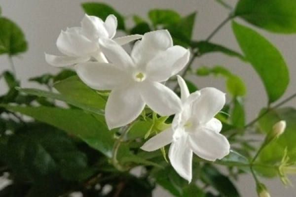 Jasmine