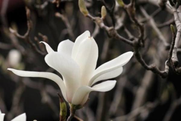 Magnolia denudata