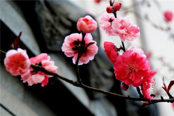 Plum blossom
