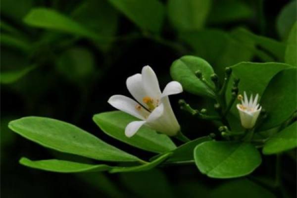 Murraya paniculata