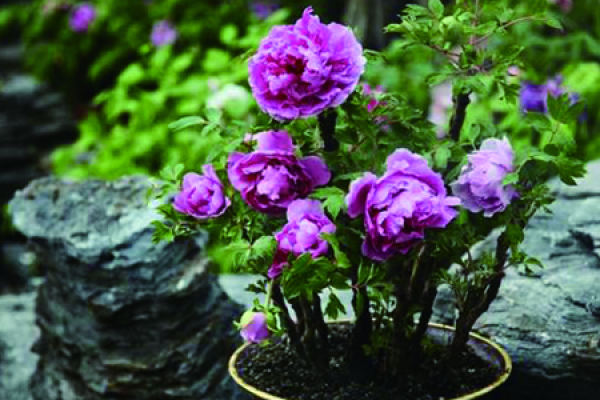 peony