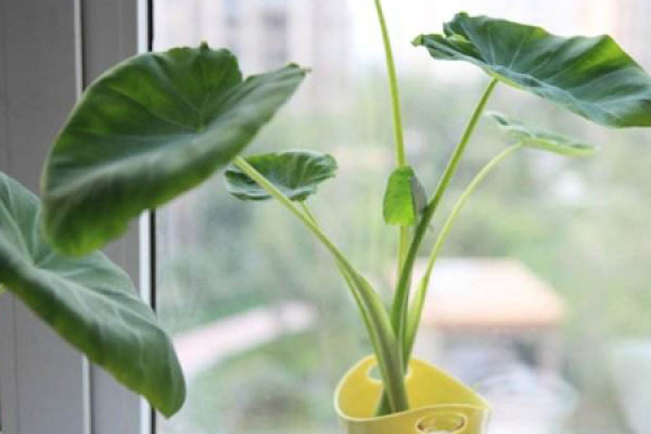 Potted Taro