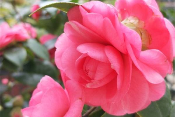 Camellia