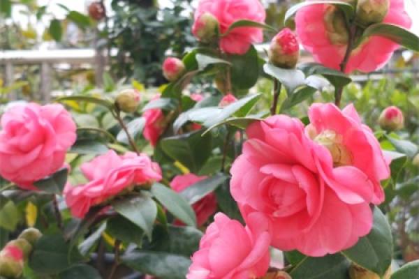 Camellia