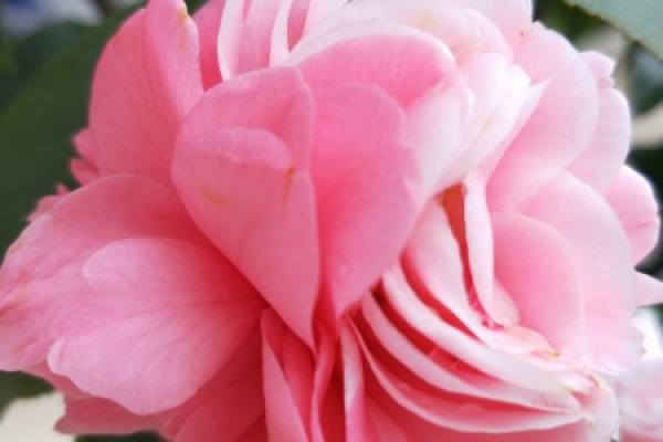 Camellia japonica