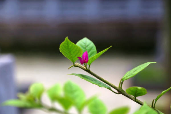 Bougainvillea