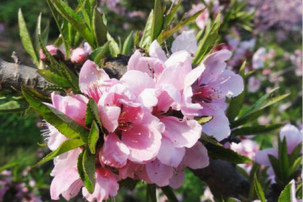 peach blossom