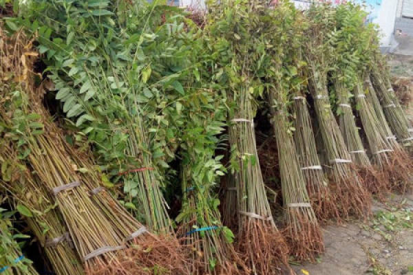 Toona sinensis