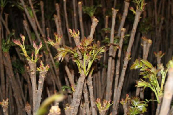Toona sinensis