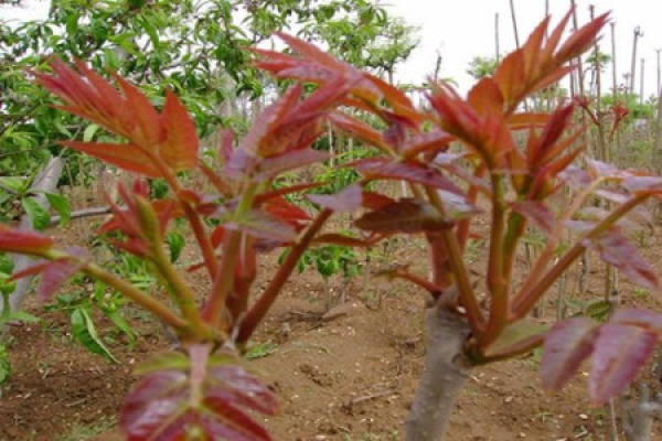 Toona sinensis
