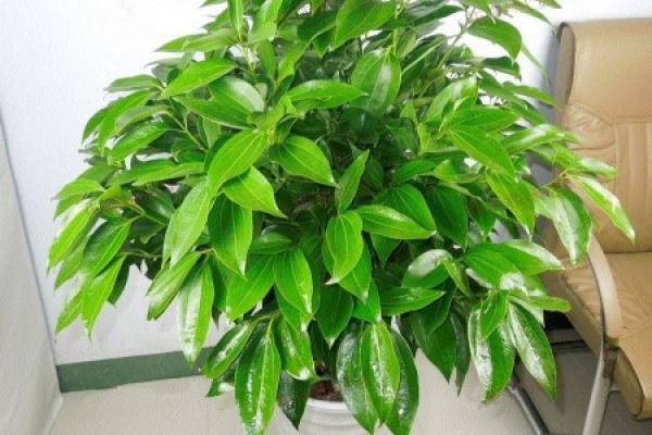 A potted peace tree