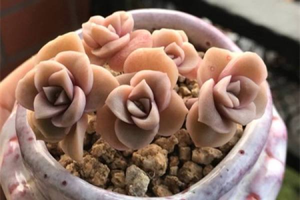 Lovely rose after cuttings