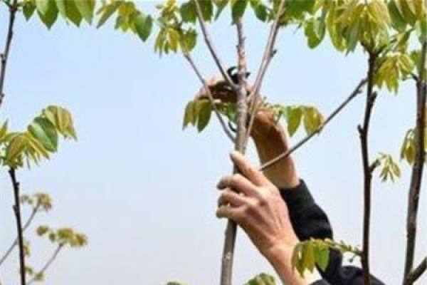 prune walnut tree