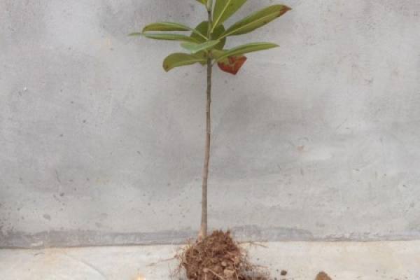 Magnolia grandiflora seedlings