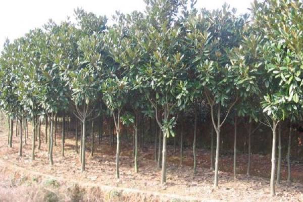 Planting good Magnolia grandiflora
