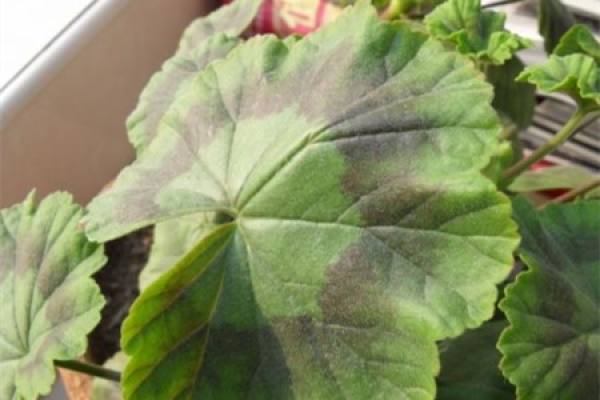 Yellow-leaved geranium