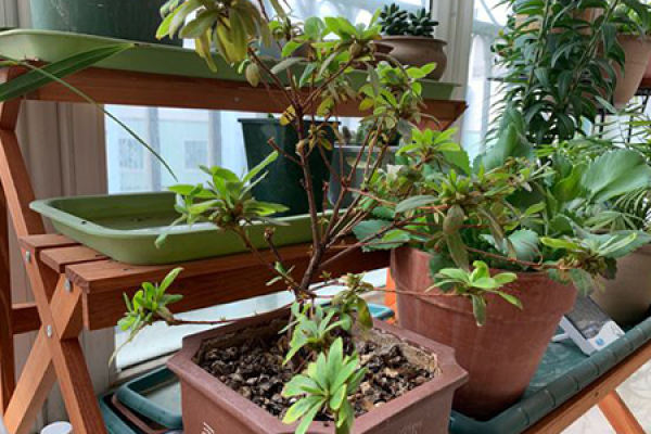 azalea